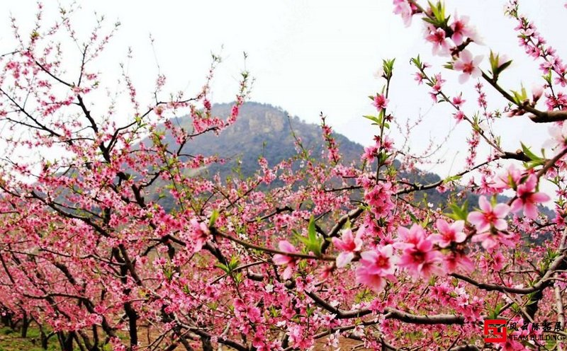 平谷賞桃花團建