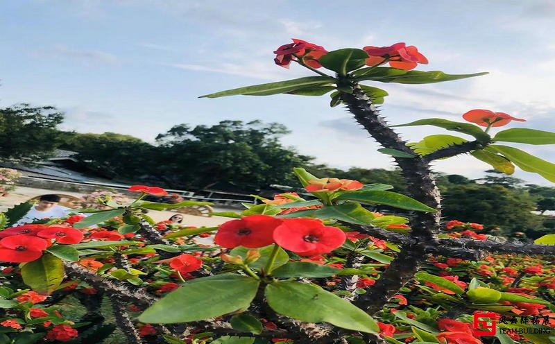 東莞松山湖夢幻百花洲生態園團建